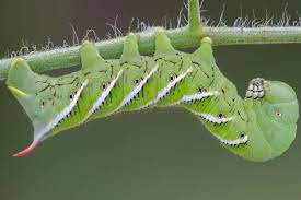 A call with adam green :funny thing happened 2 me on my way 2 ascension. Tomato Hornworms Controlling Summer S Most Destructive Garden Pest