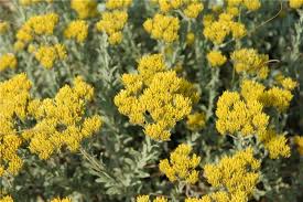 Image result for Helichrysum helvolum
