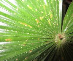 Weisse Punkte Auf Den Palmblattern Pflanzenkrankheiten Schadlinge Green24 Pflanzen Garten Forum