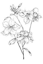 Idea For A Tattoo Rhododendron Inspired Lily Flower Tattoos Flower Tattoo Sleeve Azalea Flower