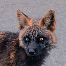 Itap Of A Cute Little Demon By Keenfeed Photos Amazingworld World Amazingphotography Amateurphotograp Cute Animals Animals Wild Super Cute Animals