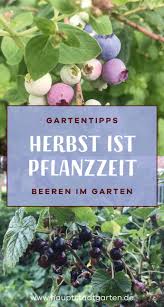 Die Besten Beerensorten Fur Den Garten Gartenblog Hauptstadtgarten Heidelbeeren Pflanzen Garten Bepflanzen Pflanzen