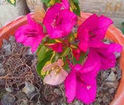 They are the harbinger of good times ahead after the dark gloomy days of winter when it is one of the earliest flowers to bloom in the spring as it works its way through winters. Flowers Of Assam 10 Charming And Colorful All About Assam