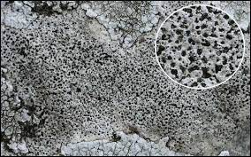 Page sur les lichens : Bagliettoa Calciseda