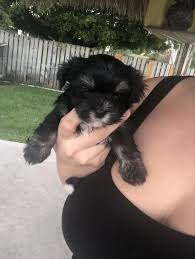Maybe you would like to learn more about one of these? Morkie Puppies For Sale Miami Fl 278398 Petzlover