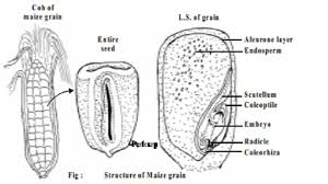 Maize plant well labelled diagram of a maize plant 9 out of 10 based on 50 ratings. Structure Of Maize Grain