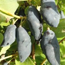 Maybe you would like to learn more about one of these? Blue Banana In Vitro Kusibab