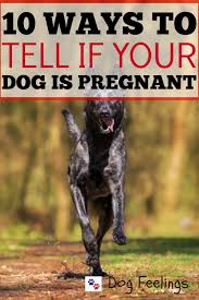 Normally this can take a few being a dog parent has never felt this good. 10 Ways To Tell If Your Dog Is Pregnant Https Dogfeelings Com Tell If Your Dog Is Pregnant Pregnant Dog Pregnant Dogs