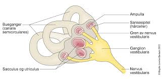 Å være trøtt, slapp og sliten er de vanligste. Svimmelhet Nhi No