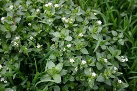 From individual custom built rods, all the way up to helping your company build its own private label rod line. The Worst Weeds In Your San Antonio Lawn Wikilawn