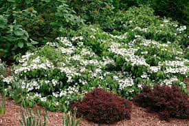 Dense branches are covered by fragrant double flowers for a delightful spring landscape yaku prince averages a 3′ garden size and enjoys partial shade. Episode 17 Dwarf Shrubs With Big Impact Finegardening