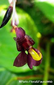 Image result for Marantochloa purpurea