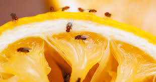15 Astuces Pour Se Debarrasser Des Mouches A Fruits