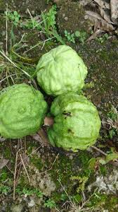 Image result for Macaranga angolensis