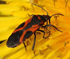 Small Milkweed Bug Lygaeus Kalmii Milkweed Pictures Of Insects Insects