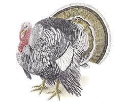 All About Heritage Turkeys Article Finecooking