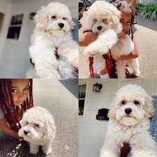 Share it or review it. F1 Labradoodle Puppies For Sale California The Y Guide