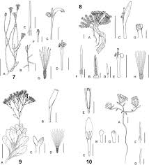 Image result for Pasaccardoa grantii