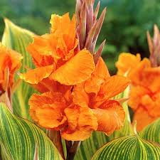 Pretoria Canna Lily Bulbs Canna Indica High Country Gardens