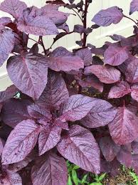 Image result for Amaranthus blitum