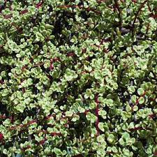 Image result for Portulacaria