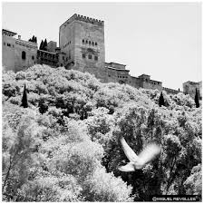 Alas Para Volar Raices Para Volver Wings To Fly Roots To Return Miguelrevelles Winter Granada Alh Alhambra Granada Granada Spain Alhambra