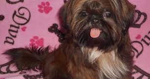 Shih Tzu Puppy For Sale In Dixon Il Adn 26692 On Puppyfinder Com Gender Female Age 5 Months Old Shih Tzu Puppy Shih Tzu Puppies For Sale