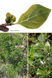 Image result for Afrocanthium mundianum