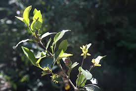 Image result for Cassipourea