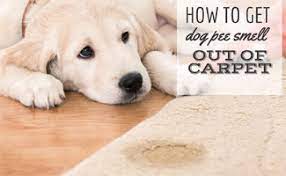How To Get Dog Pee Smell Out Of Carpet Best Cleaner For Dried Old Urine Caninejournal Com