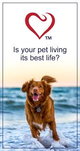 For example, golden retrievers, boxers and bernese mountain dogs are the dog breeds most likely to get cancer. Pancreatic Cancer Adenocarcinoma In Dogs Petlifesa