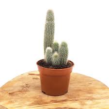 Image result for Cleistocactus