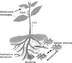 Image result for Crepidorhopalon tenuis