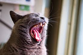 As seen from the chart, the first teeth begin to break through the gums at about 6 months of age. How Many Teeth Do Cats Have 10 Facts On The Number Of Teeth Cats Have Catster