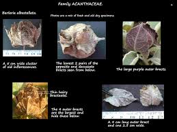 Image result for Barleria albostellata