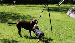 Then the tether tug might be the solution. Tether Tug Interactive Dog Toy Review Cost Assessment Video