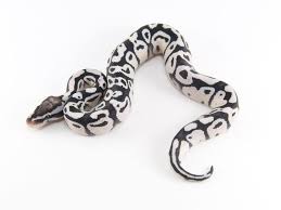 Axanthic Black And White Ball Python Axanthic Firefly Morph List World Of Ball Pythons Ball Python Morphs Ball Python Snake Lovers
