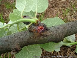 Image result for Pseudomonas syringae