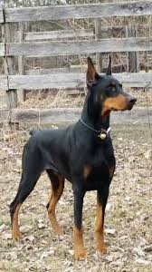Doberman Dobermanpinscher Hayvanlar Kopek