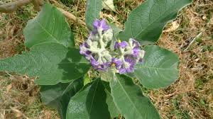 Image result for Solanum mauritianum