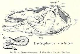 Skull Of The Electric Eel Electrophorus Electricus Fish Skulls A Study Of The Evolution Of Natural Mechanisms B Scientific Illustration Illustration Anatomy One of the best i've ever seen. skull of the electric eel