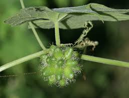 Image result for Sicyos