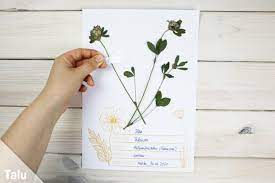 Maybe you would like to learn more about one of these? Herbarium Anlegen Anleitung Kostenlose Vorlage Furs Deckblatt Herbarium Vorlage Kostenlose Vorlagen Deckblatt