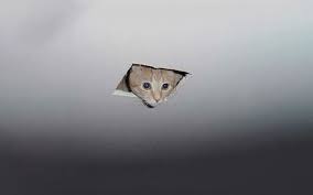 Please enjoy these random remember that you have a funny zoom background when the other zoom participants start giggling. 19 Best Funny Zoom Virtual Backgrounds To Use On Your Next Call Funny Gallery