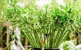 Nama bunga added 23 new photos to the album edisi imlek dan vallentine. Ini Dia 5 Bunga Khas Imlek Dan Maknanya Mana Favoritmu