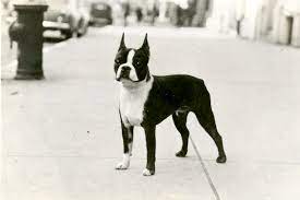 The boston terrier is a friendly and lively dog. Boston Terrier History The Birthplace Of The Roundhead American Kennel Club