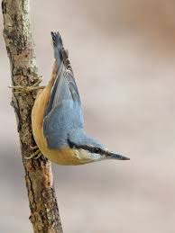 Black And White Bird With Red Throat Ontario Grace And Favor Backyard Birds Nuthatch Cute Wild Animals