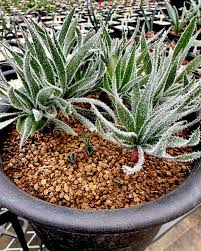 Image result for Eriospermum porphyrium