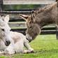 Equine Advocates Public Open Day event image