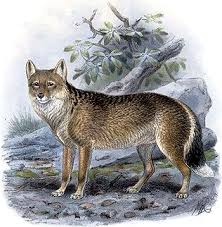 We did not find results for: Recently Extinct Animals Species Info Falkland Islands Wolf Extinct Animals Endangered Animals Animals